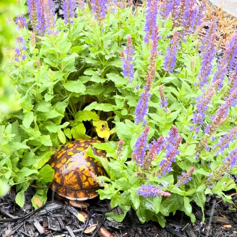 It Means Your Yard Has Useful Habitat