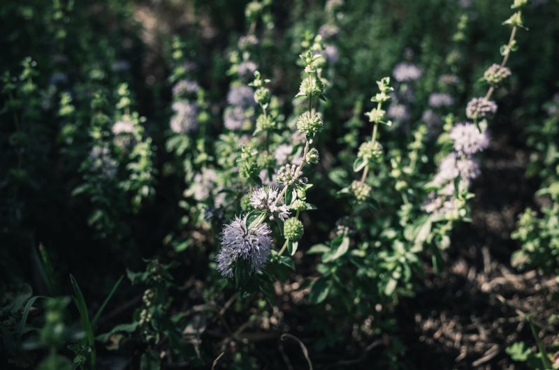 It Naturally Repels Deer, Ticks, And Rabbits