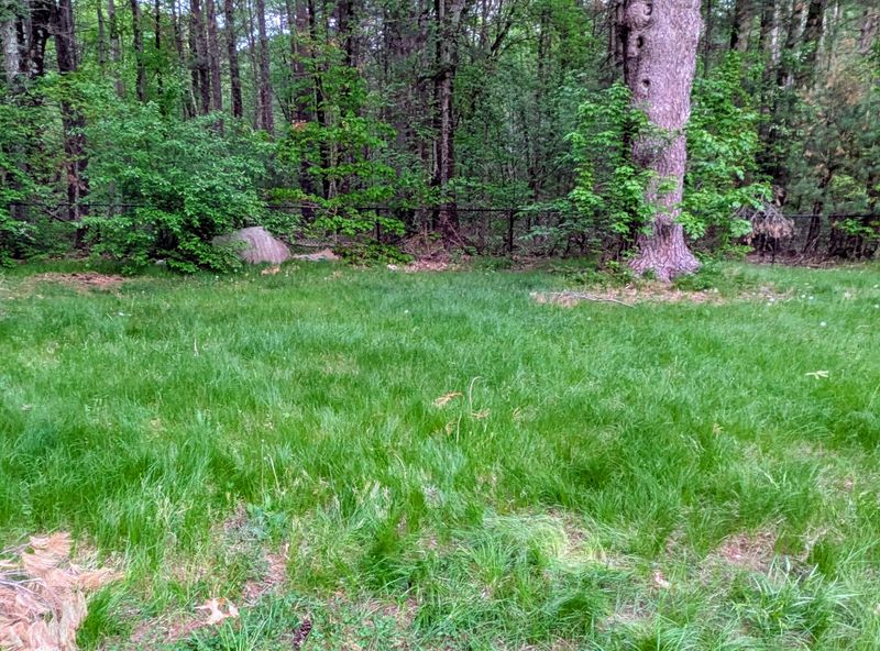 It Needs Less Mowing Than Traditional Turf In Shade It Needs Less Mowing Than Traditional Turf In Shade