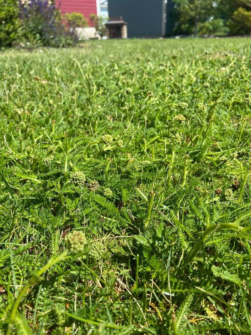 It Needs Less Water Than Traditional Lawn Grass It Needs Less Water Than Traditional Lawn Grass
