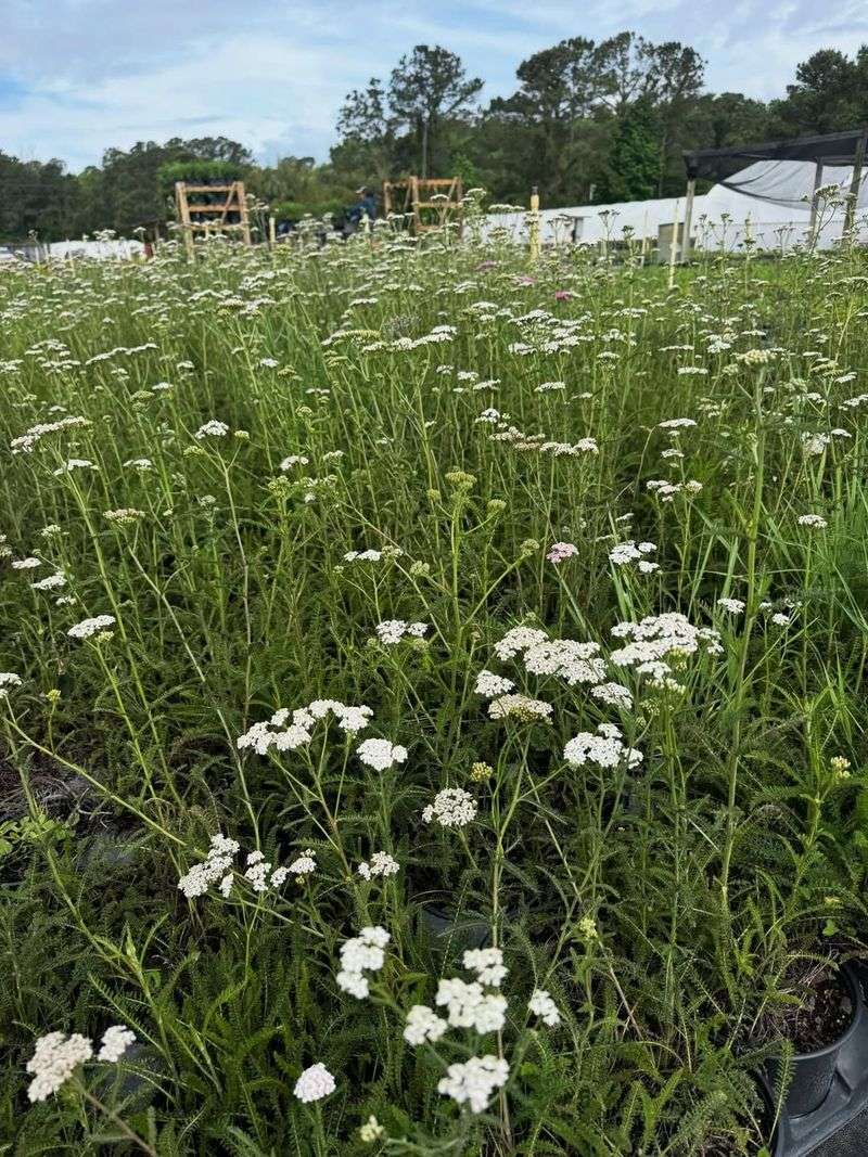 It Needs Less Weekly Fuss Than Traditional Grass
