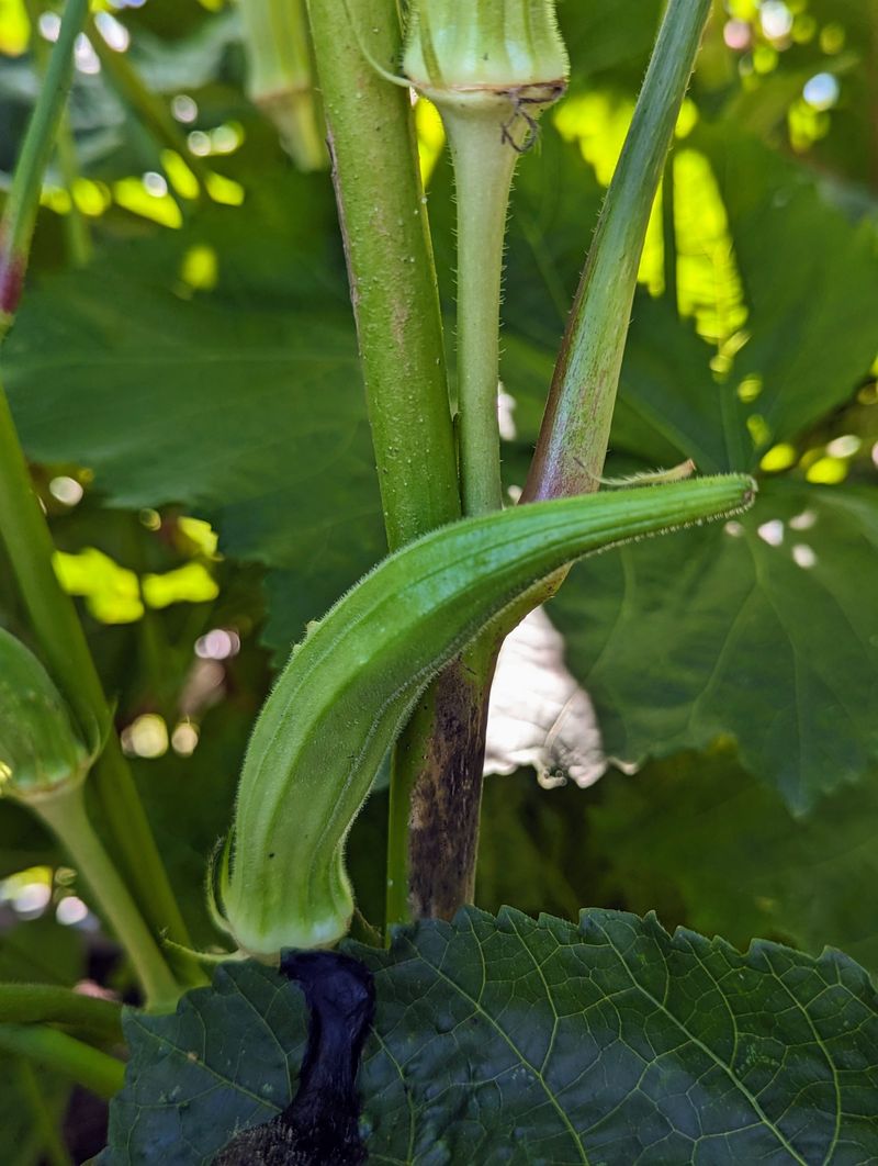 It Offers A Longer Summer Harvest Window