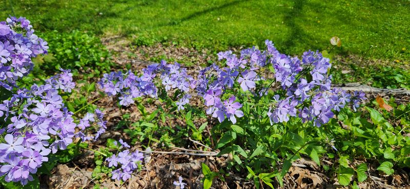 It Performs Best In Cool Woodland Shade
