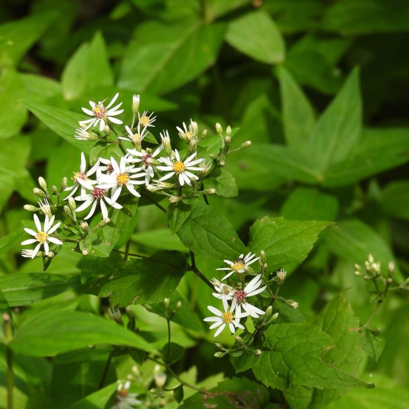 It Produces Delicate, Late-Season Blooms