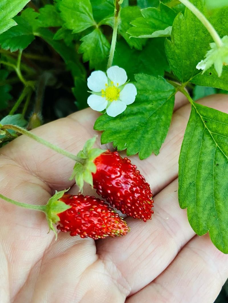 It Produces Small Edible June Berries It Produces Small Edible June Berries