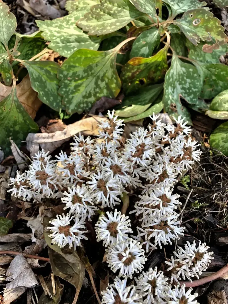 It Produces Unusual Spring Flowers