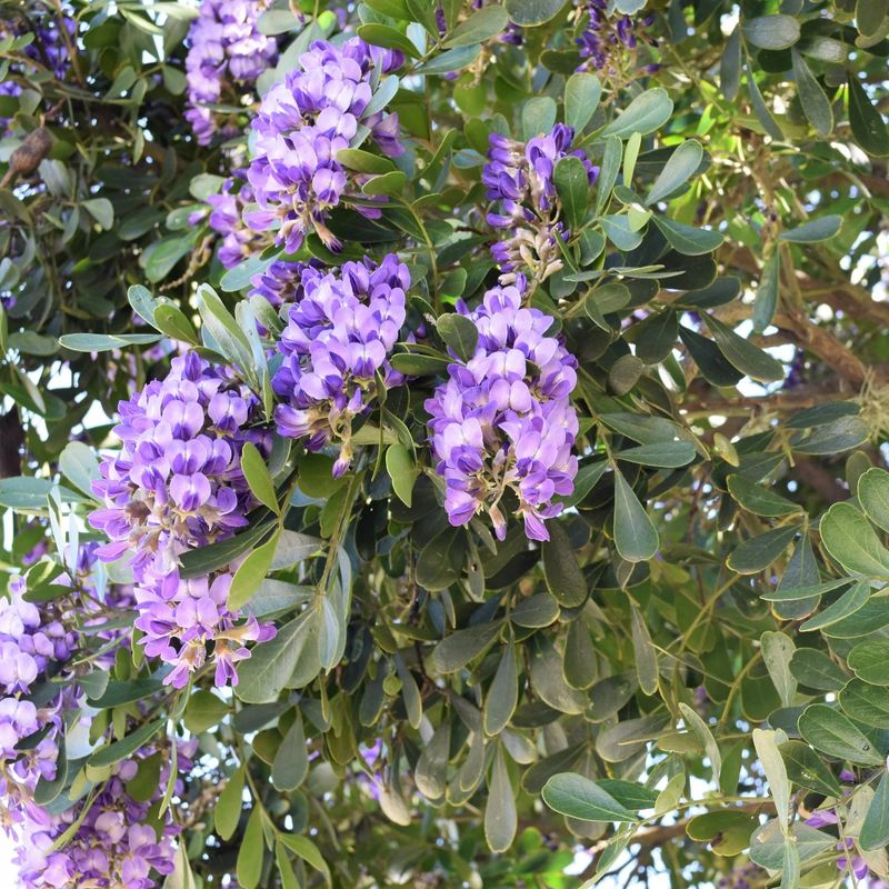 It Remains One Of Texas's Best Native Shrubs