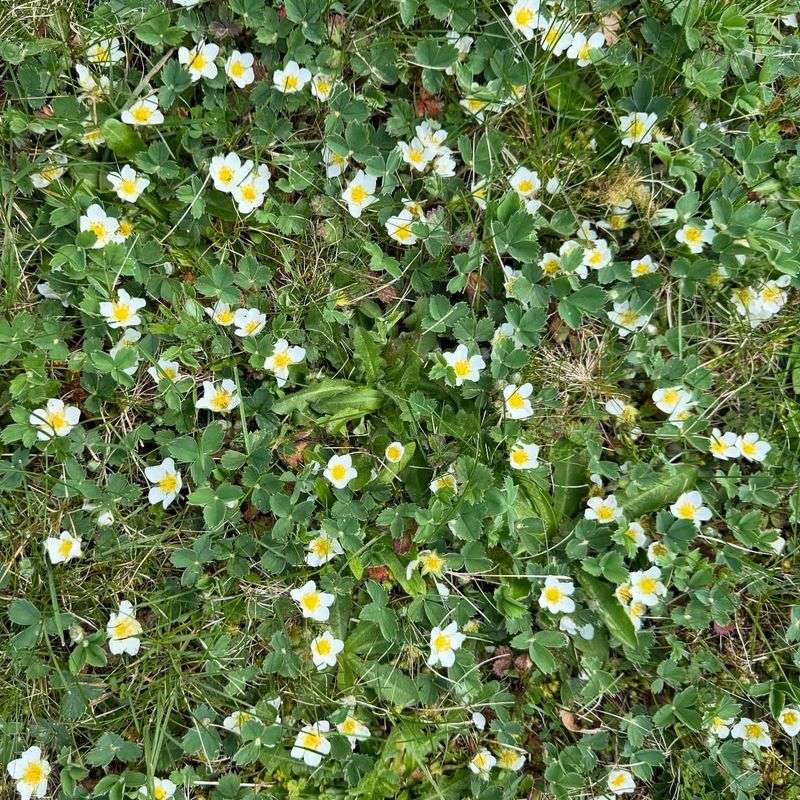 It Replaces Tall Weedy Edge Growth It Replaces Tall Weedy Edge Growth