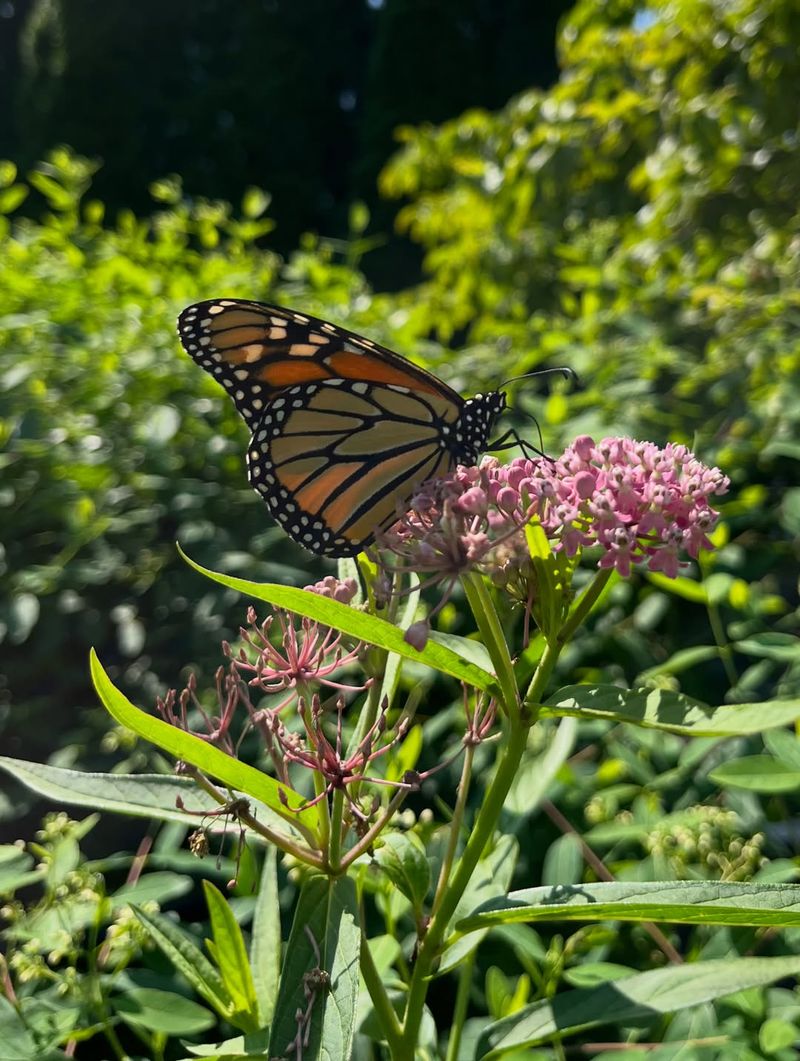 It Rewards Yards That Keep Pesticides Away From The Nectar Plants Around It