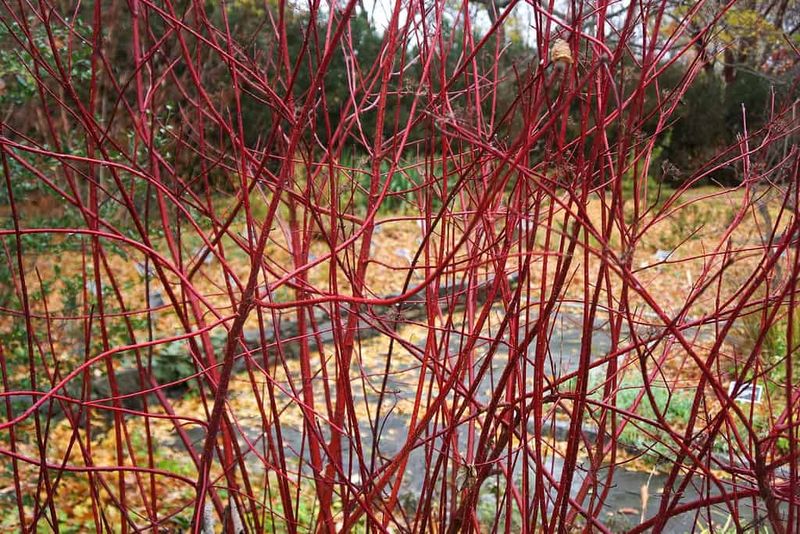 It Saves Its Best Color For Winter It Saves Its Best Color For Winter