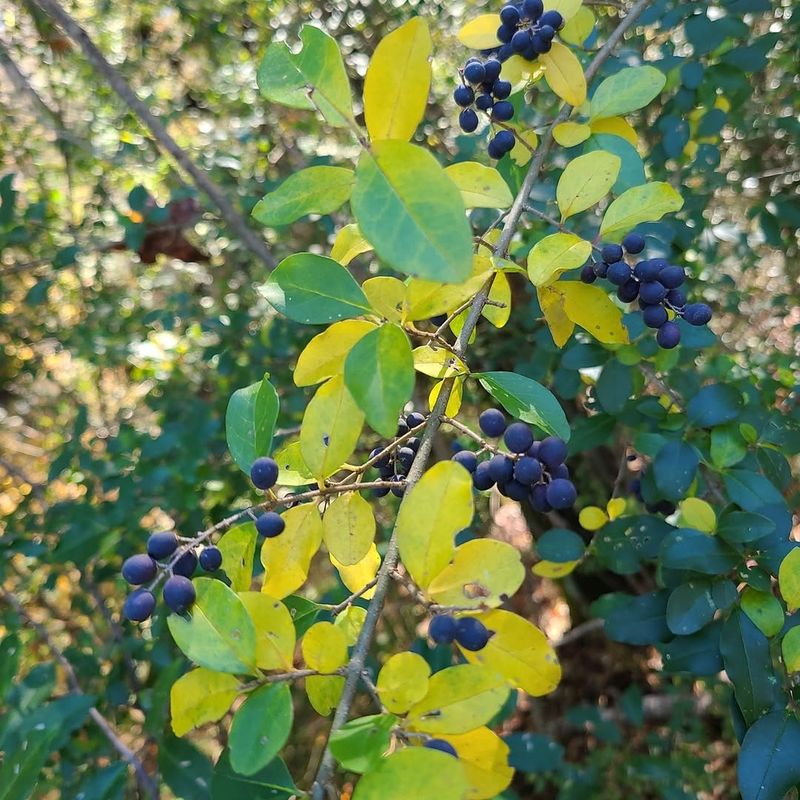 It Shows Up In All Regions Of North Carolina