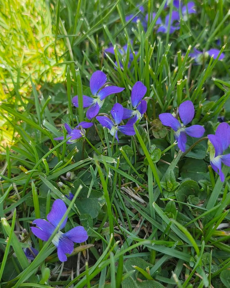 It Spreads By Rhizomes And Seed