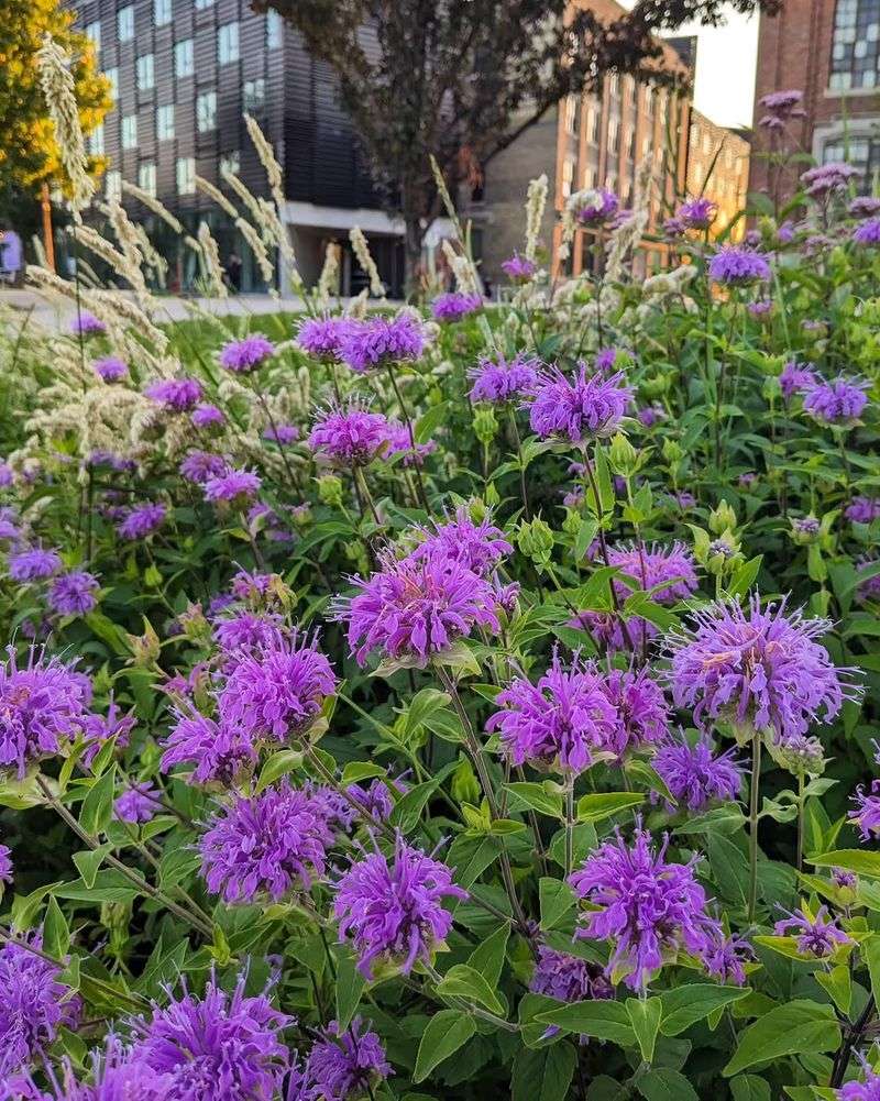 It Spreads Naturally To Fill A Beautiful Border It Spreads Naturally To Fill A Beautiful Border