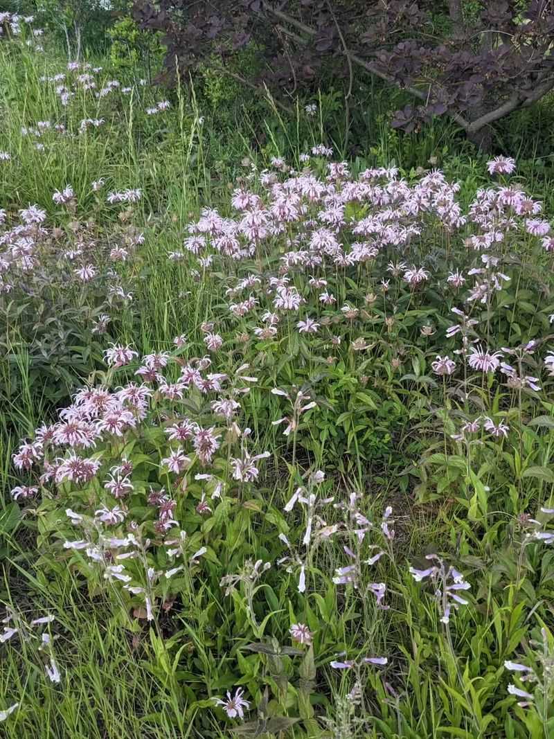 It Spreads Naturally Without Taking Over Your Garden