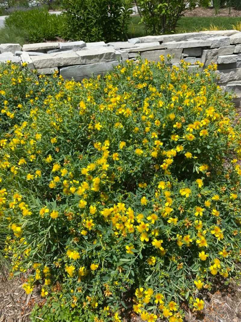 It Stays Manageable In Smaller Gardens It Stays Manageable In Smaller Gardens