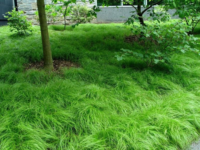 It Supports Native Insects Without Creating Dense Tick Habitat It Supports Native Insects Without Creating Dense Tick Habitat