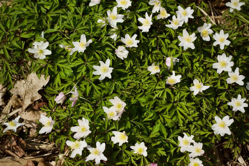 It Supports Pollinators And Beneficial Insects It Supports Pollinators And Beneficial Insects