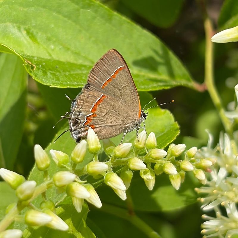 It Supports Pollinators And Native Wildlife