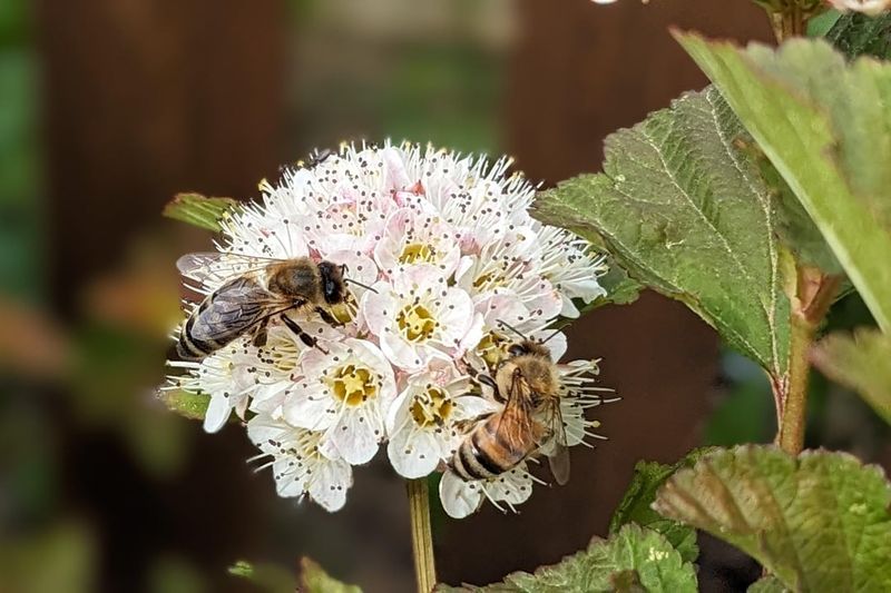It Supports Pollinators And Wildlife