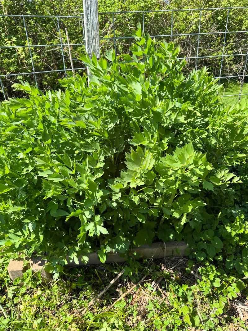 It Tastes Like Celery But Is Easier To Grow