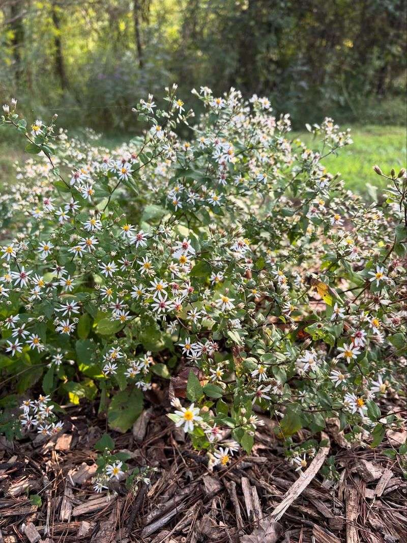 It Thrives In Shade And Partially Shaded Areas