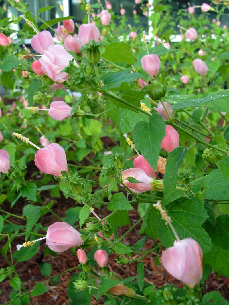 It Thrives In Texas Heat Where Hydrangeas Often Struggle