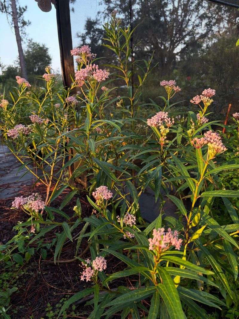 It Tolerates Wet Soils It Tolerates Wet Soils