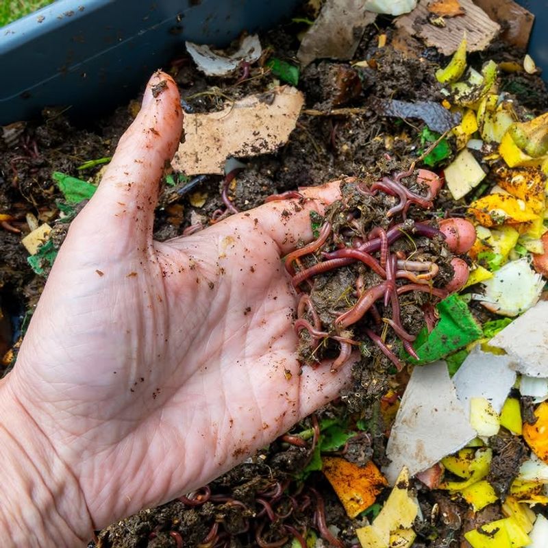 It Uses Red Wigglers, Not Regular Garden Worms It Uses Red Wigglers, Not Regular Garden Worms