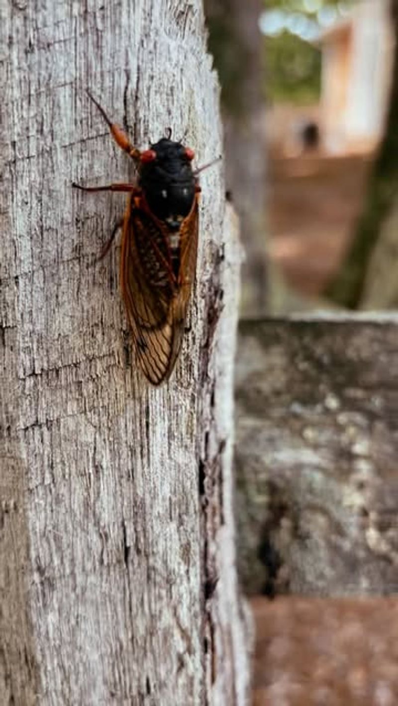 It Usually Means Male Cicadas Are Calling