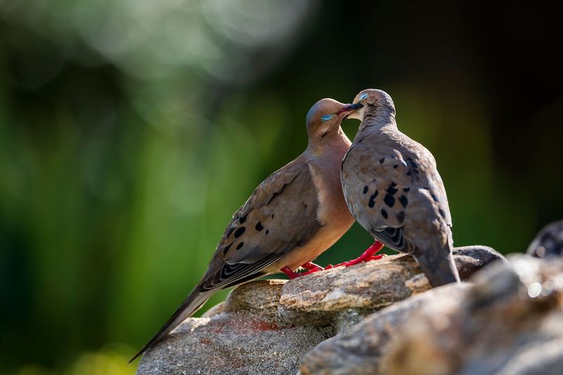 It Usually Means Mourning Doves Are Simply Common In The Area