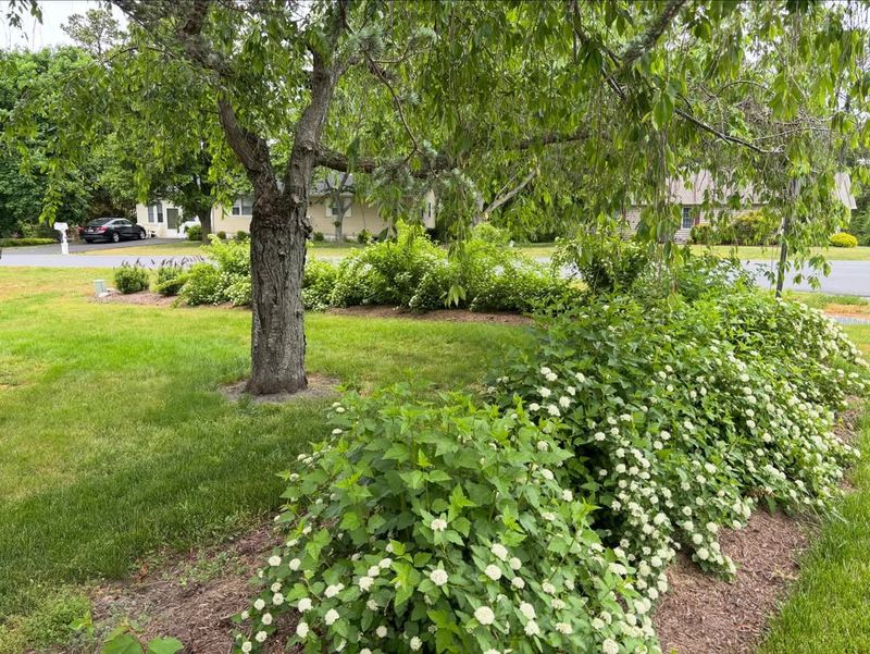 It Works As A Screen, Border, Or Foundation Shrub
