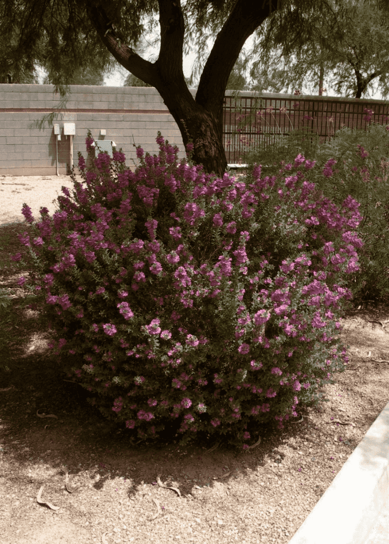 It Works Better As A Shrub Than A Groundcover