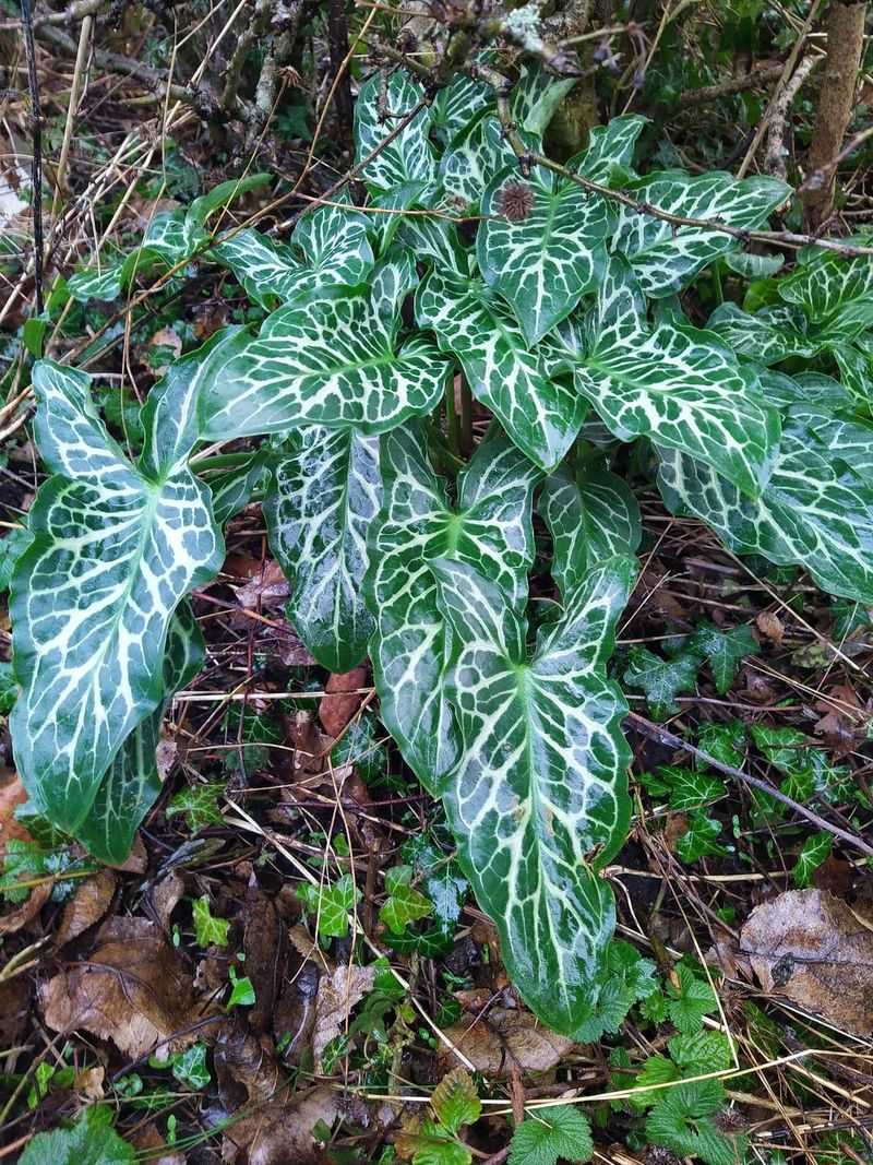 Italian Arum Hides Its Problem Underground Italian Arum Hides Its Problem Underground