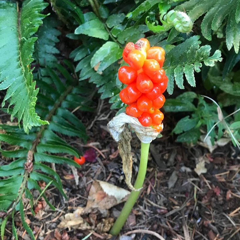 Italian Arum Should Not Set Berries