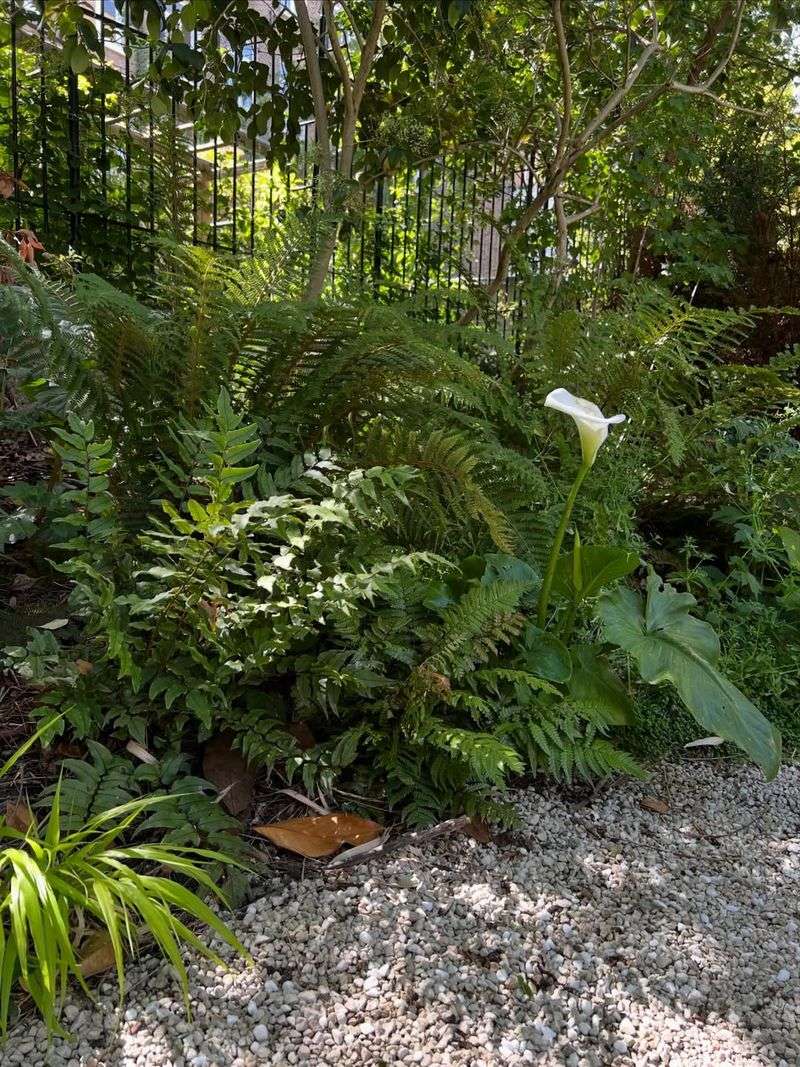 Its Dense Evergreen Fronds Shade Out New Weed Seedlings