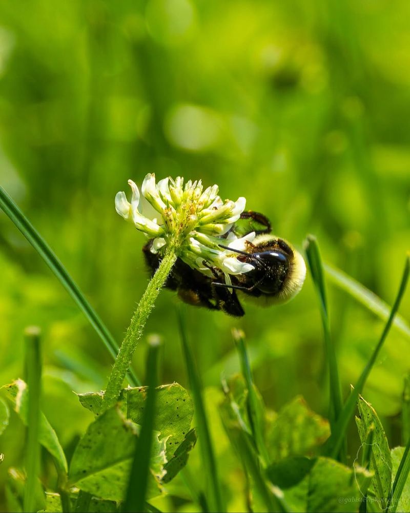 Its Flowers Attract Pollinators