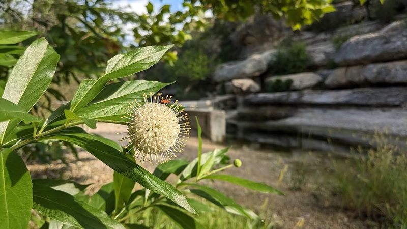 Its Flowers Produce The Kind Of Nectar Monarchs Actively Seek Out