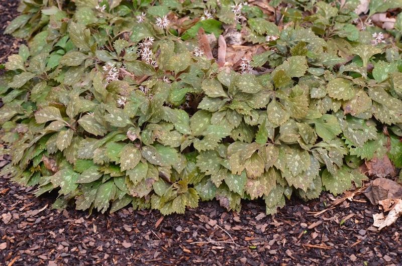 Its Foliage Provides Year-Round Interest