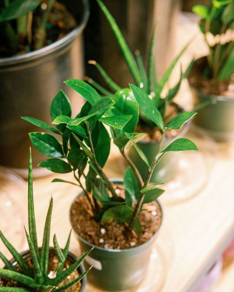 Its Got That Glossy Green Look That Brings Instant Polish Indoors