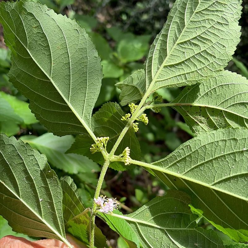 Its Leaves Contain Tick-Repellent Compounds