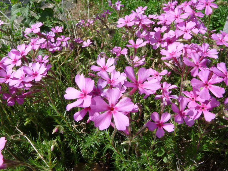 Its Low Growth Helps Cover Bare Ground