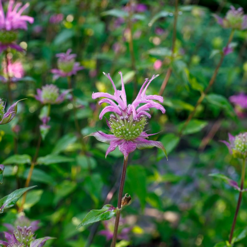 It's Low-Maintenance And Hardy
