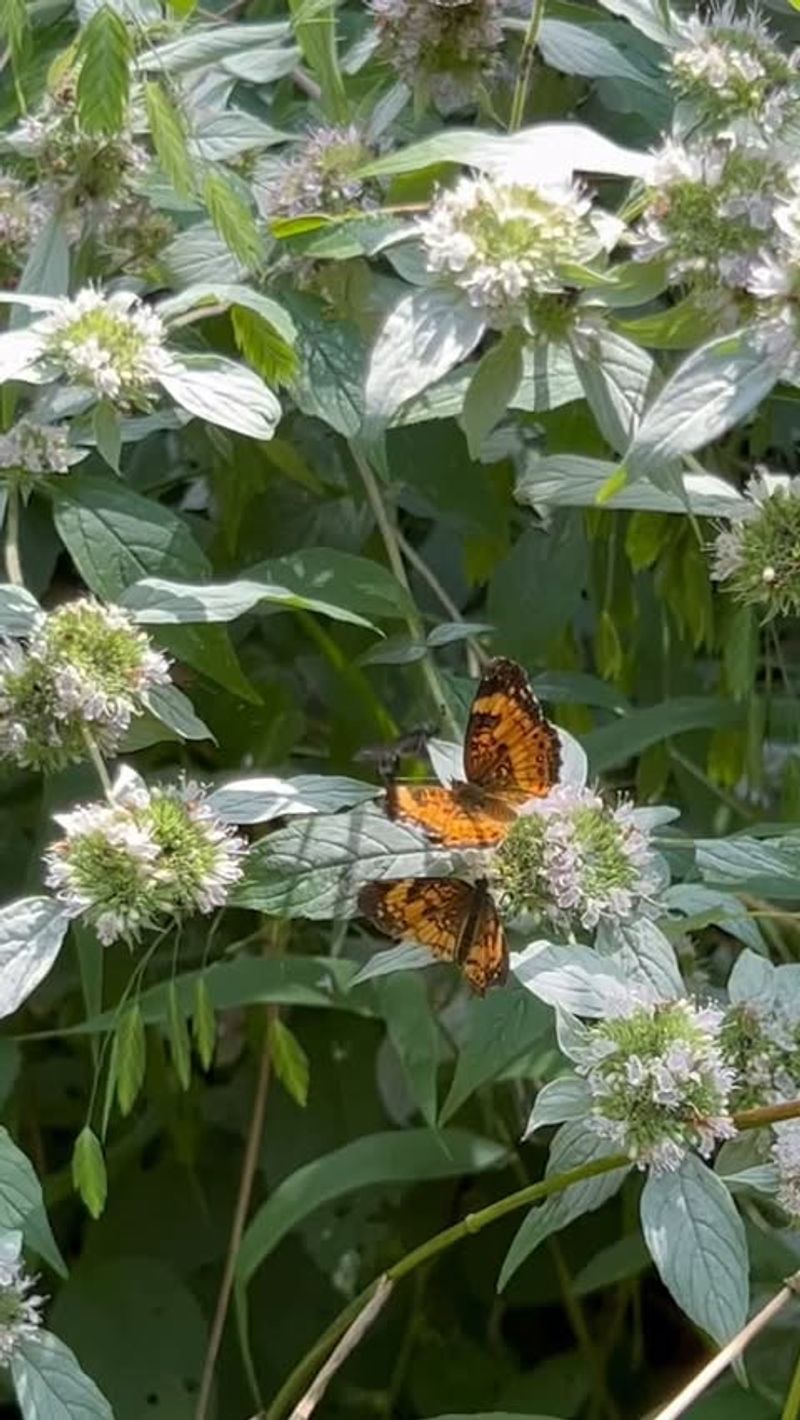 Its Minty Scent Sends Deer Looking Elsewhere