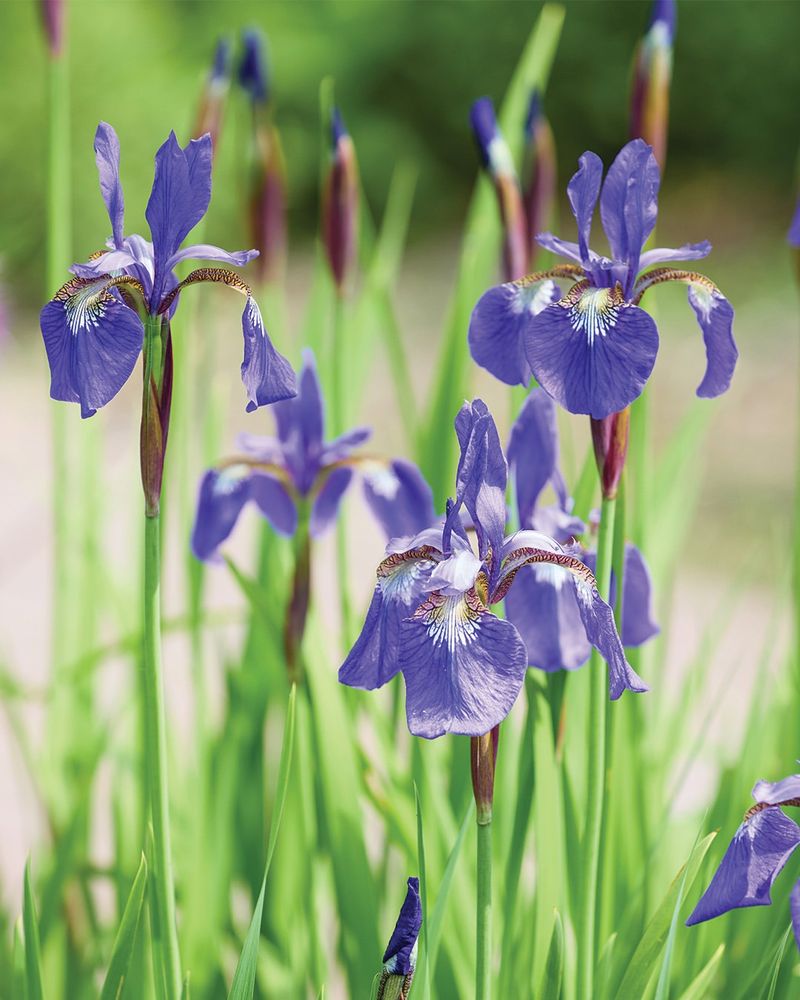 It's Not The Time To Divide Iris Either It's Not The Time To Divide Iris Either