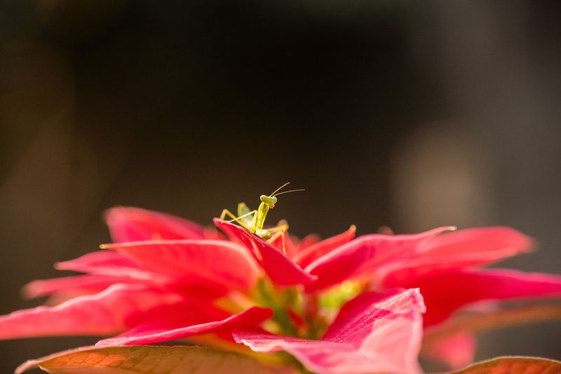 It's Peak Mantis Season (September Through October)