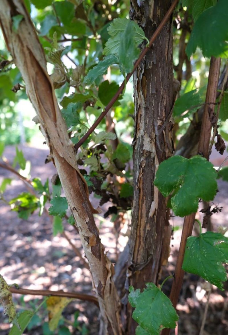 Its Peeling Bark Adds Winter Interest