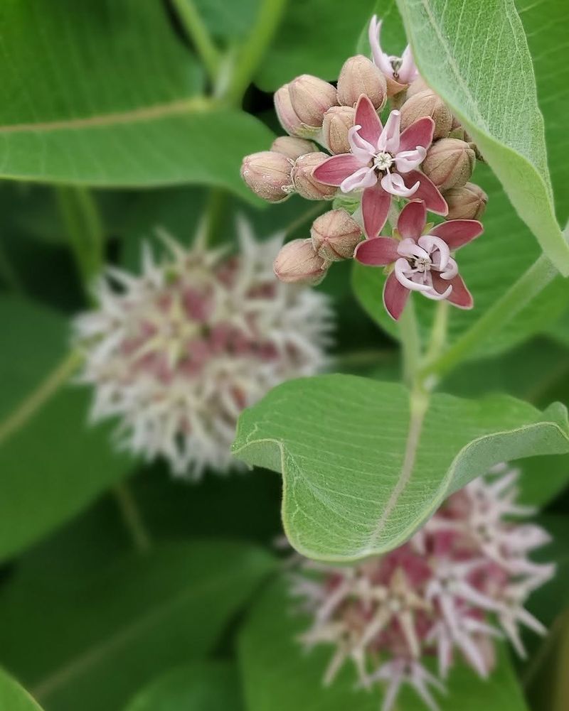 Its Pink Flower Clusters Draw Butterflies Into Sunny Beds Its Pink Flower Clusters Draw Butterflies Into Sunny Beds