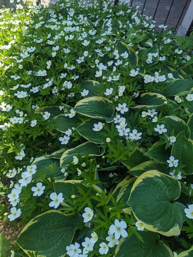 Its Rhizomes Help Hold Bare Soil Its Rhizomes Help Hold Bare Soil