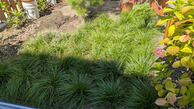 Its Rhizomes Help Knit Loose Soil