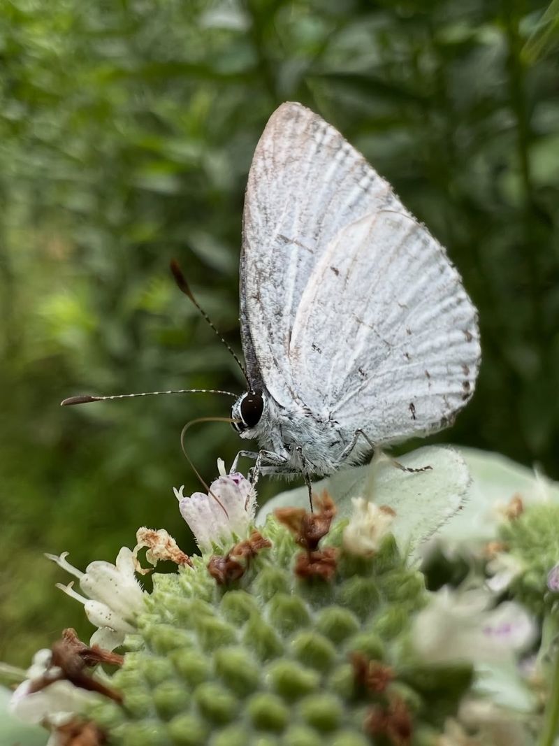 Its Small Flowers Are Built For Tiny Beneficial Insects